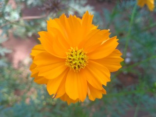 Yellow sun flower