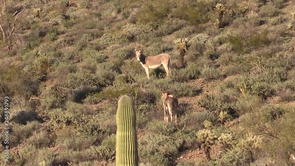 Sticker Wild Burros in the Arizona Desert in Spring