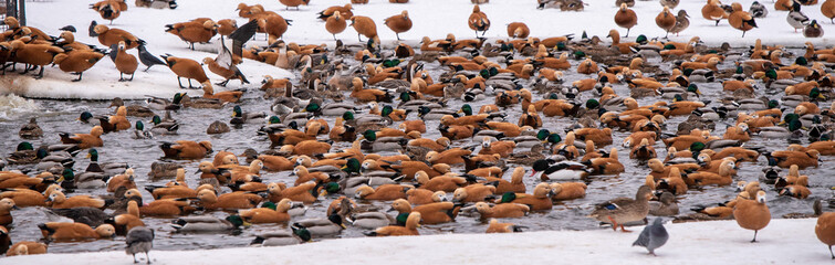 Pond crowded with water birds in winter