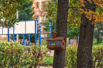 squirrel in the forest