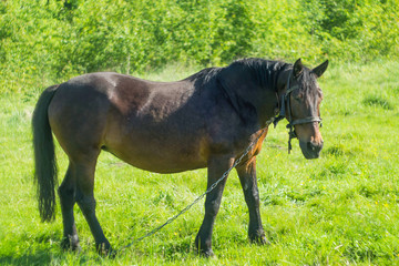 The tied horse grazes on the pasture