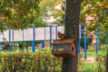 squirrel in the forest