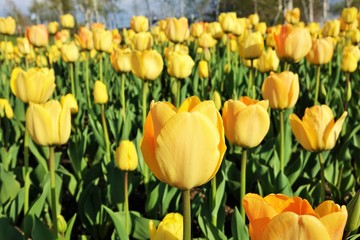 Fototapeta premium field of yellow tulips