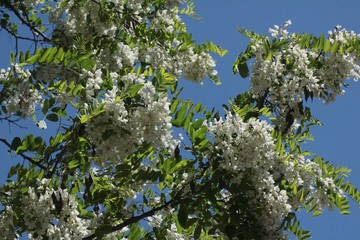 acacia tree blossoming at spring