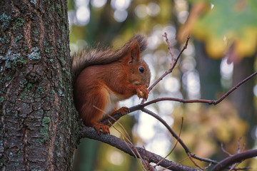 squirrel in the forest