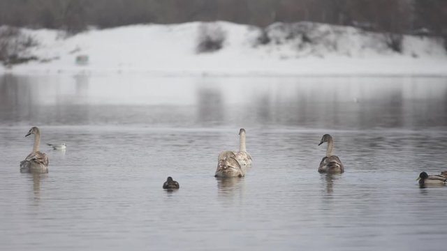 Young wild swans swimming at winter river bay with some ducks and segull   (4K, 25fps)