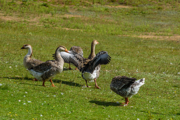 Ducks on a summer meadow flapping their wings.