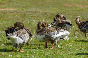 Ducks on a summer meadow flapping their wings.