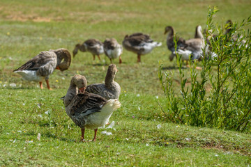 Ducks on a summer meadow flapping their wings.