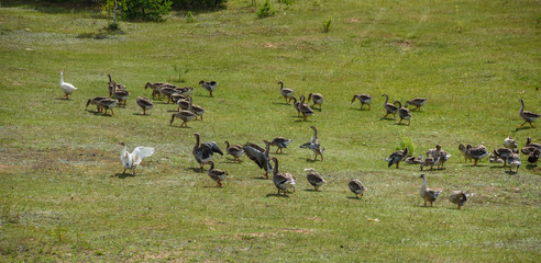 A flock of ducks graze in the meadow.