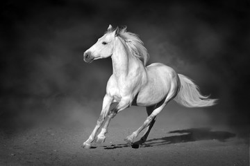 Fototapeta na wymiar Stallion in motion in desert dust against dark background