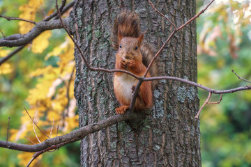 squirrel in the forest