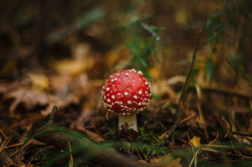 Mushroom
