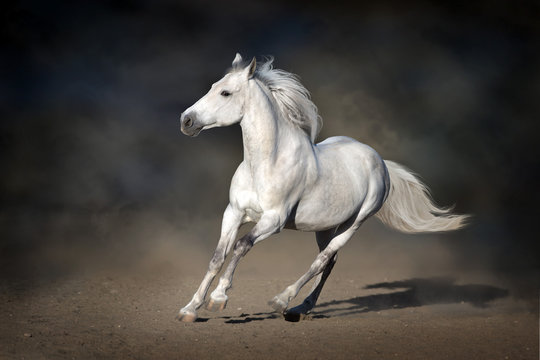 Stallion in motion in desert dust against dark background © kwadrat70