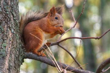 squirrel in the forest