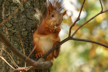 squirrel in the forest