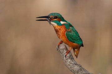 Common Kingfisher Birds