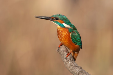 Common Kingfisher Birds