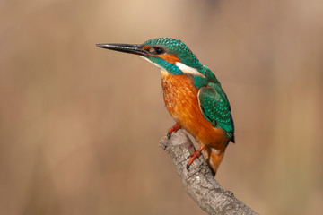 Common Kingfisher Birds