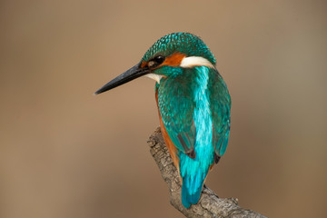 Common Kingfisher Birds