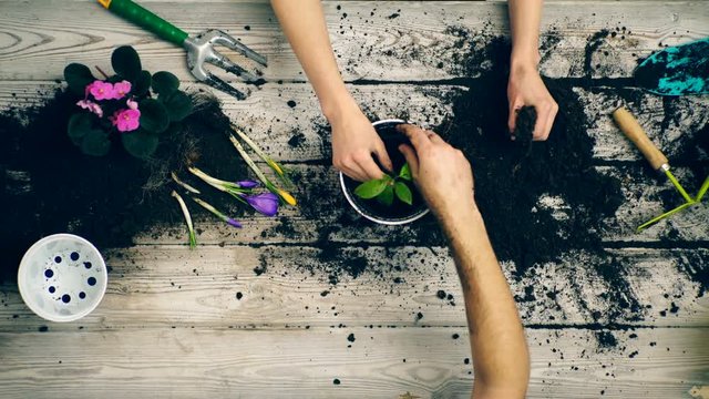 Son helps parents plant flowers in pots in the summer. Gardener hands close-up. Family planting flowers in pots.
