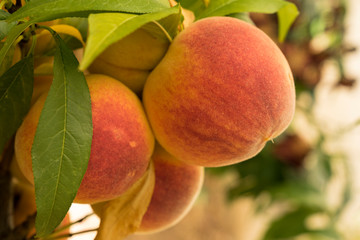 Ripe sweet peach fruits growing on a tree branch in orchard