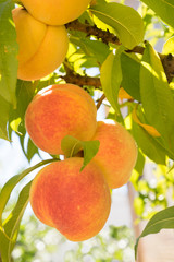 Ripe sweet peach fruits growing on a tree branch in orchard