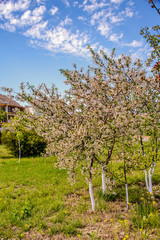 Obraz premium Цветущее дерево. Весна