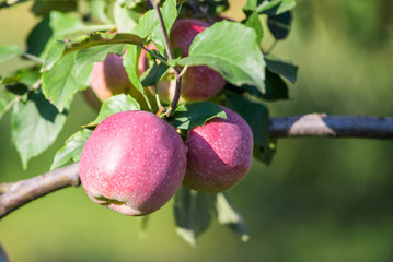Apples hanging from a tree branch in an apple orchard