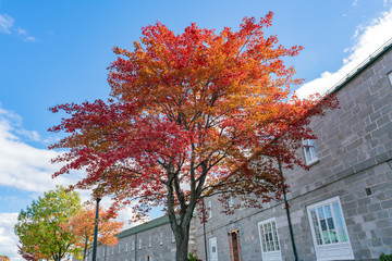 Red maple tree in the La Citadelle de Quebec
