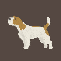 Dog, Jack Russel Terrier, isolated vector illustration. Flat design