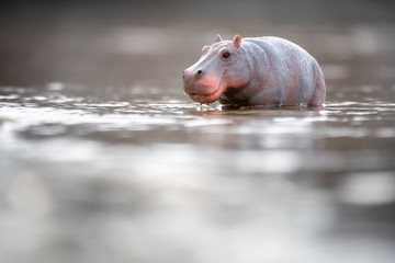 Toy hippopotamus in the water