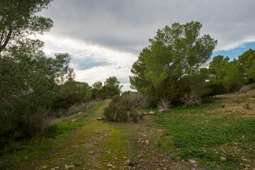 Green forest in ibiza a cloudy day