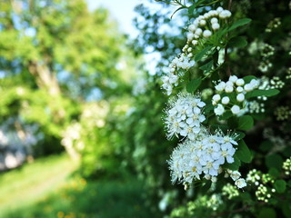 Apple blossom in spring
