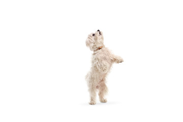 Maltese poodle dog standing on back paws