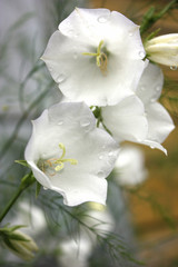 Flowers - white bells - in drops of rain.