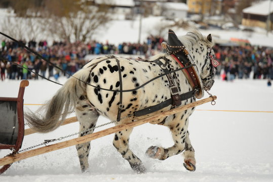 Schlittenrennen. Getupfter Kaltbl&uuml;ter zieht einen Schlitten durch Schnee, Detail