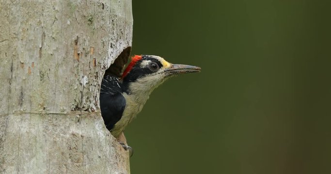 Woodpecker cleaning nest hole. Bird be peeping from home. Woodpecker from Costa Rica, Black-cheeked Woodpecker, animal behaviour, sitting on the branch with nest hole, bird in the nature habitat 