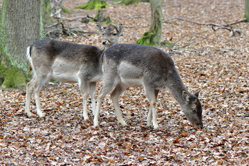 female of folow deer in game Holedna in Czech republic