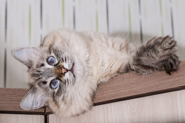 Fluffy cat lies on a wooden table. Portrait of a beautiful  cat 