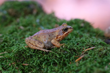 Grasfrosch auf Moos in einer Makroaufnahme
