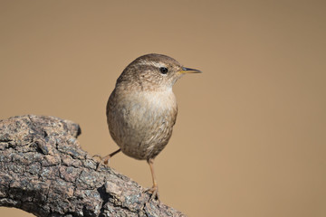 Ritratto di un piccolo scricciolo comune (Troglodytes troglodytes)