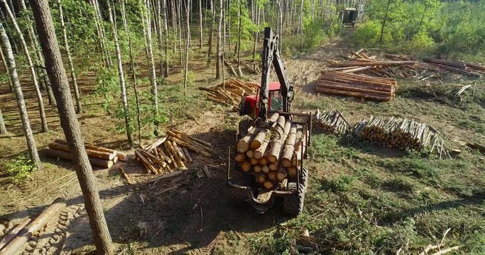 A forestry forwarder works in a pine forest.  A forestry forwarder transports logs after logging. Logging aerial view. The forestry industry. 