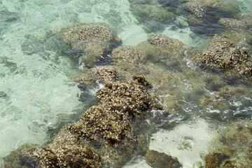 the rock on sea background.