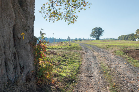 Blick über die Felder mit einem alten Baum im Vordergrund und einem Feldweg
