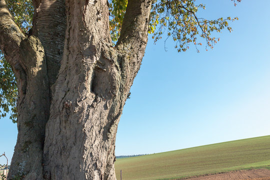 Blick über die Felder mit einem alten Baum im Vordergrund