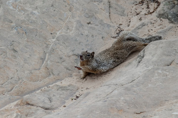 Squirrel reaching for what she want