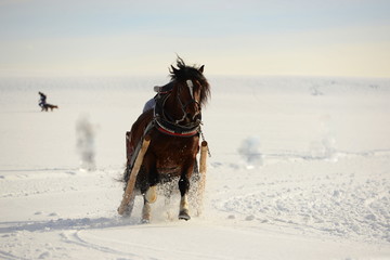 Auf der Zielgeraden. Braunes Kaltblut Pferd im Schnee beim Schlittenrennen