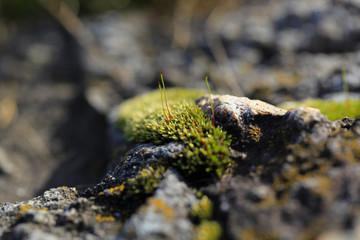 green moss on a gray stone wall in the spring, blurred background.