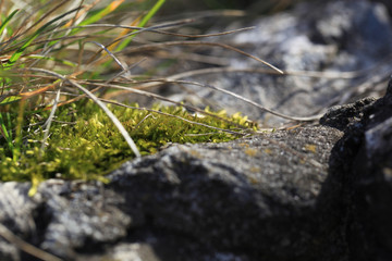 green moss on a gray stone wall in the spring, blurred background.